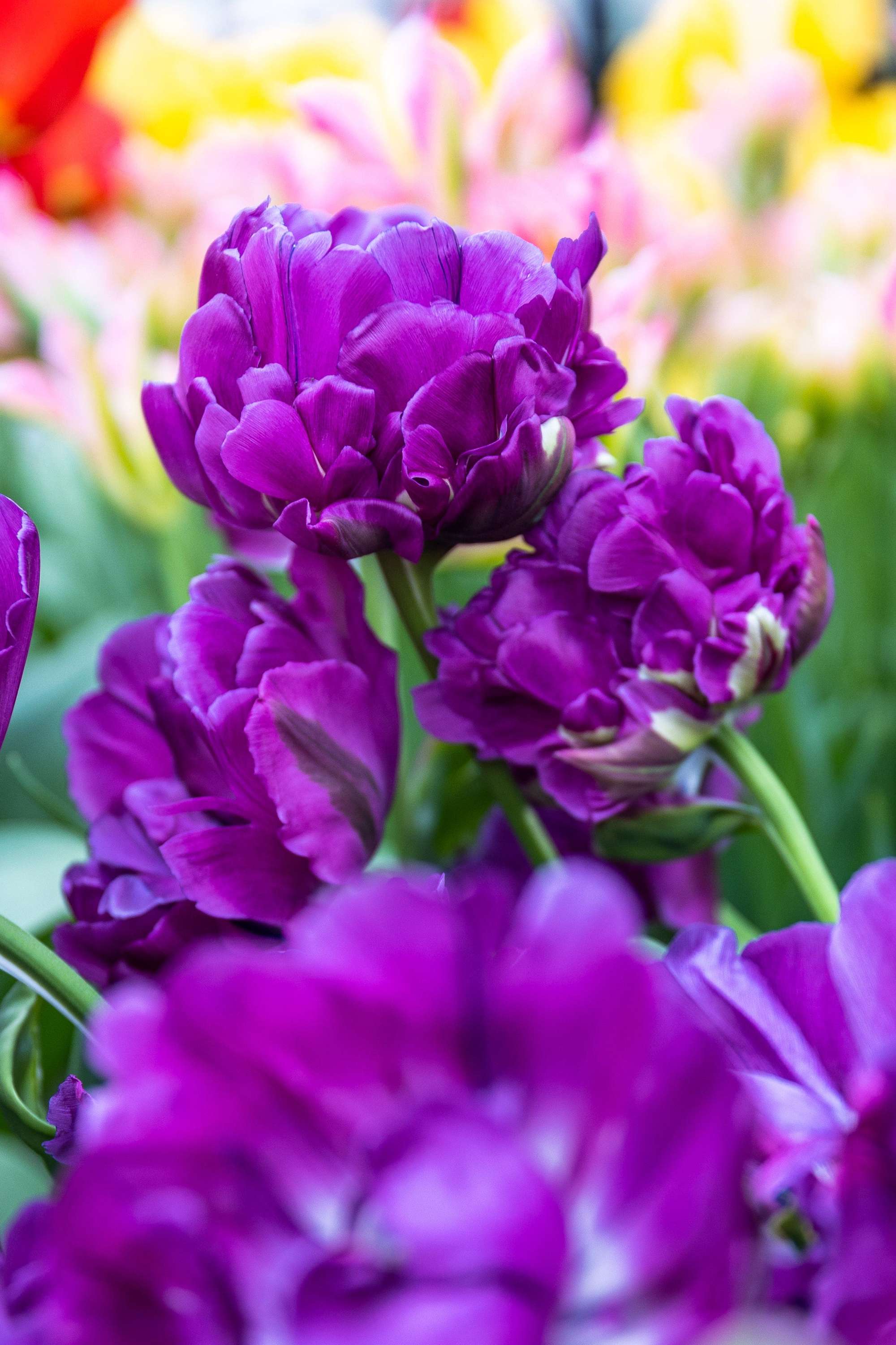Tulpe 'Double Negrita'
